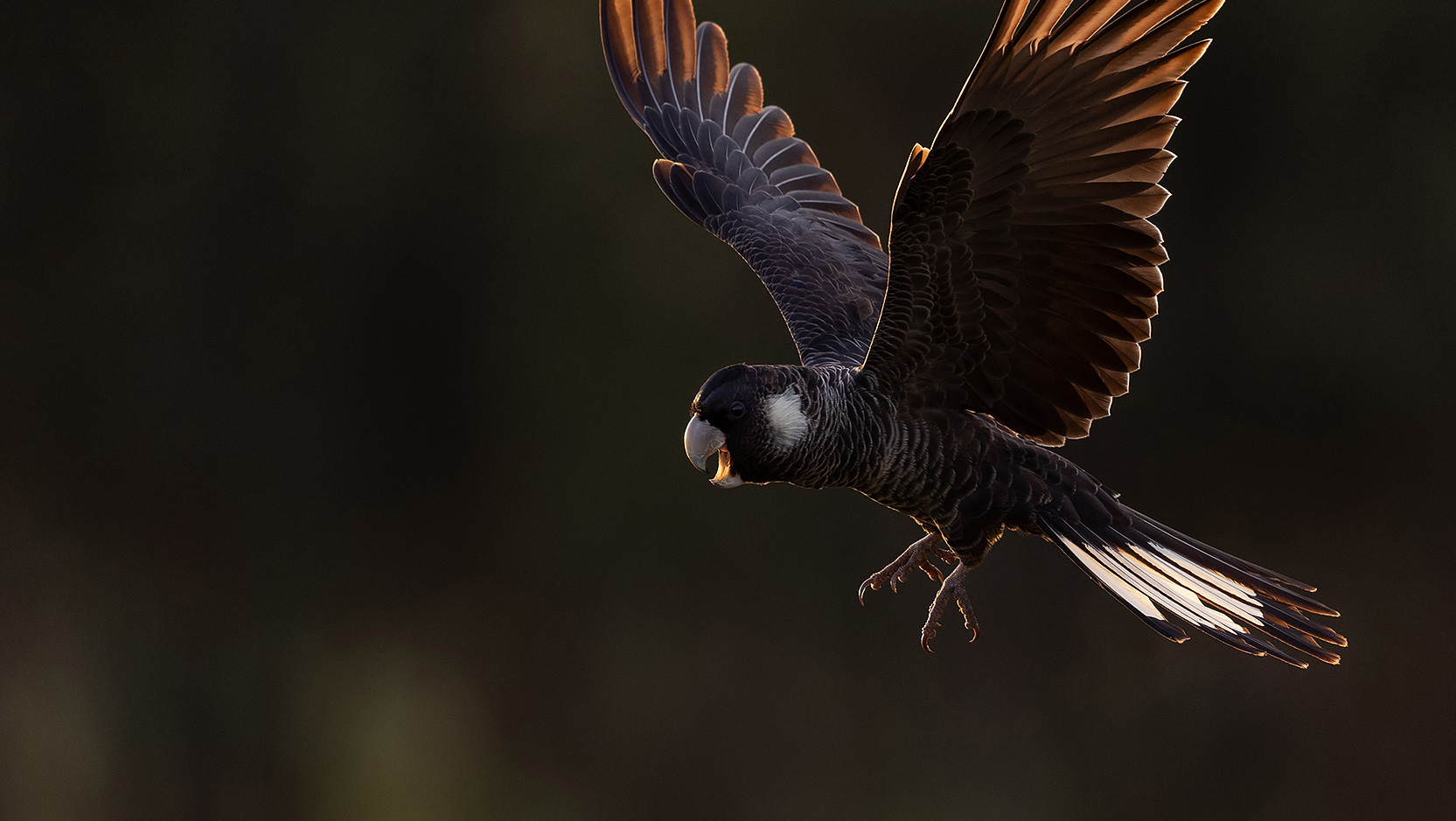 A Carnaby's Black Cockatoo in flight