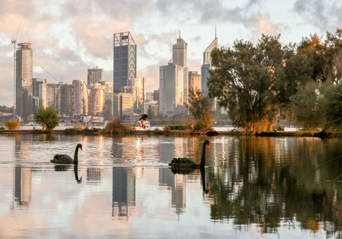 Two Black Swans swimming across the water, with the Perth cityscape in the background