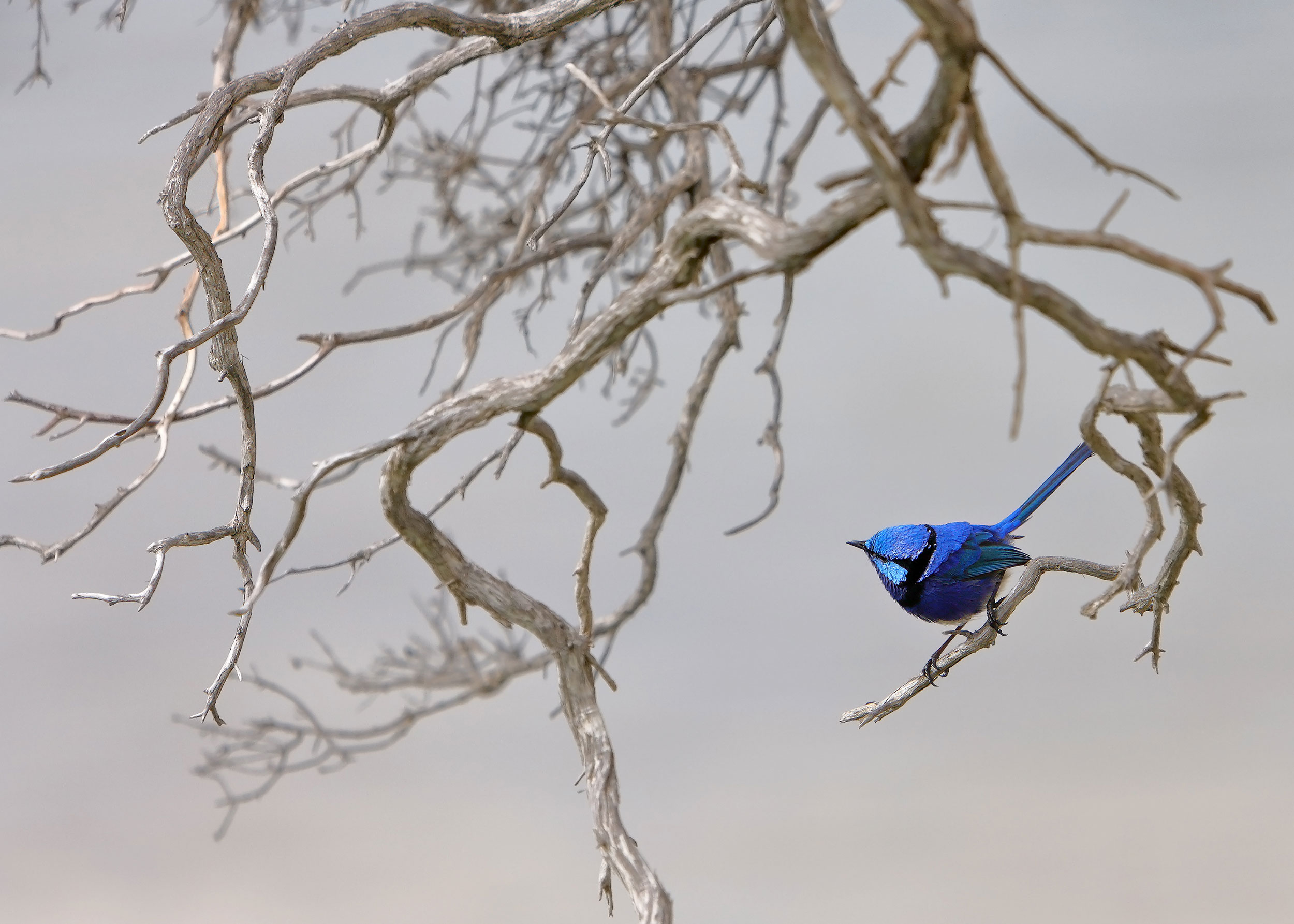 A Splendid Fairy-wren perched on a leafless tree branch