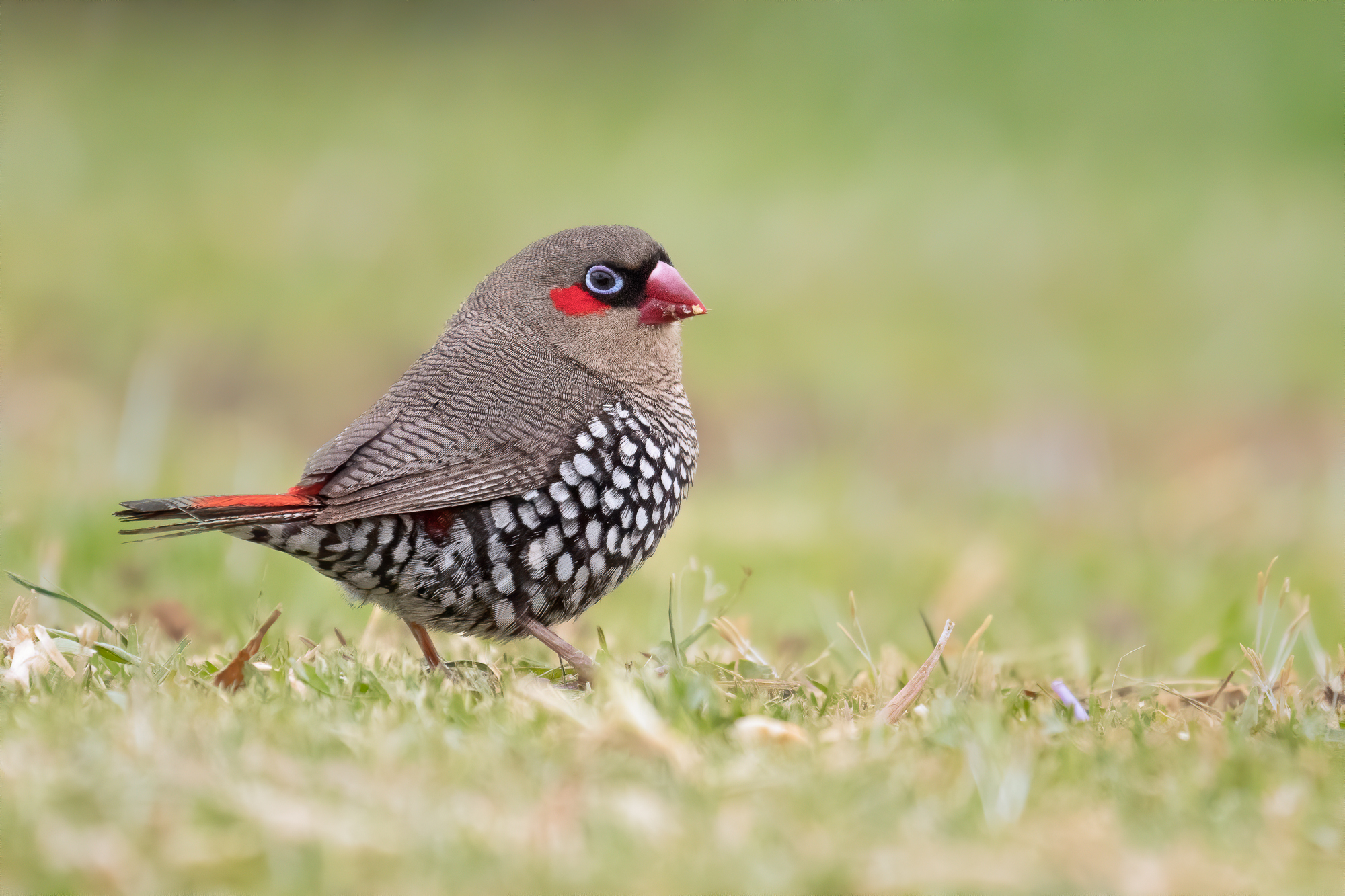 Red-eared Firetail standing on a grassy groundcover
