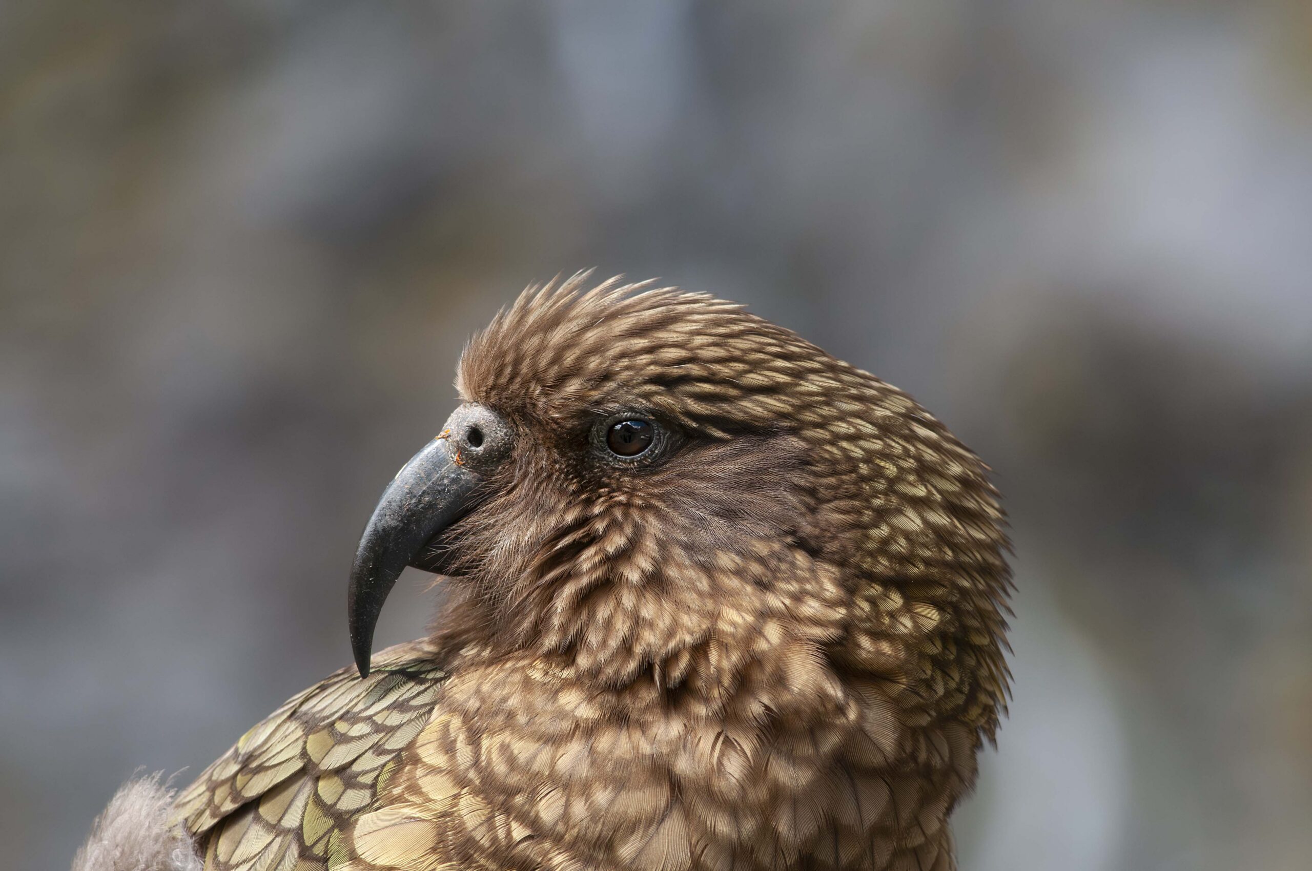 Kea by Barry Barker